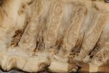 Fossil Mammoth Molar Slab - Siberia #215388-1